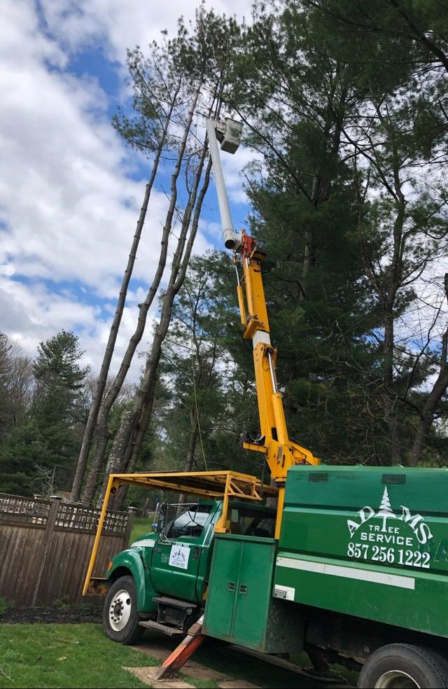 Green Adam's Tree Service bucket truck with the company name and phone number lettered on the side