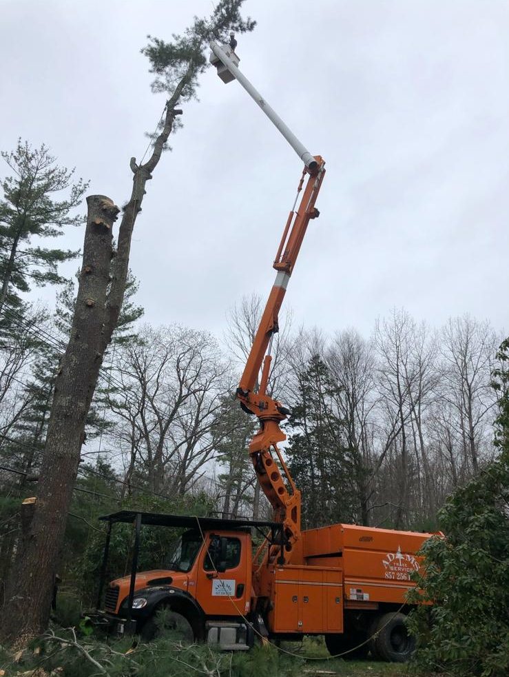 Orange bucket truck working at the top of a pine
