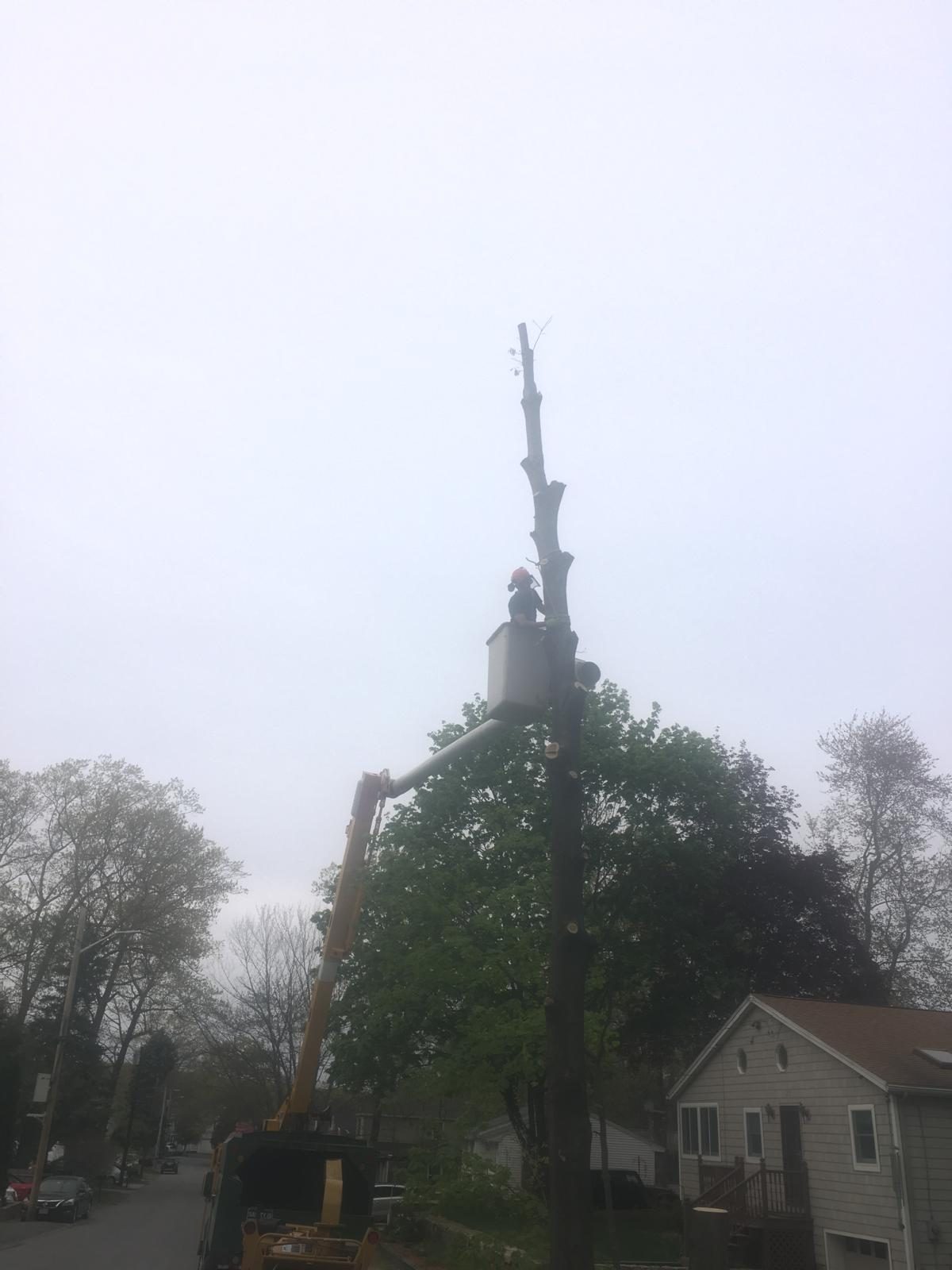 Bucket truck taking a tall trunk down beside a house on a narrow street