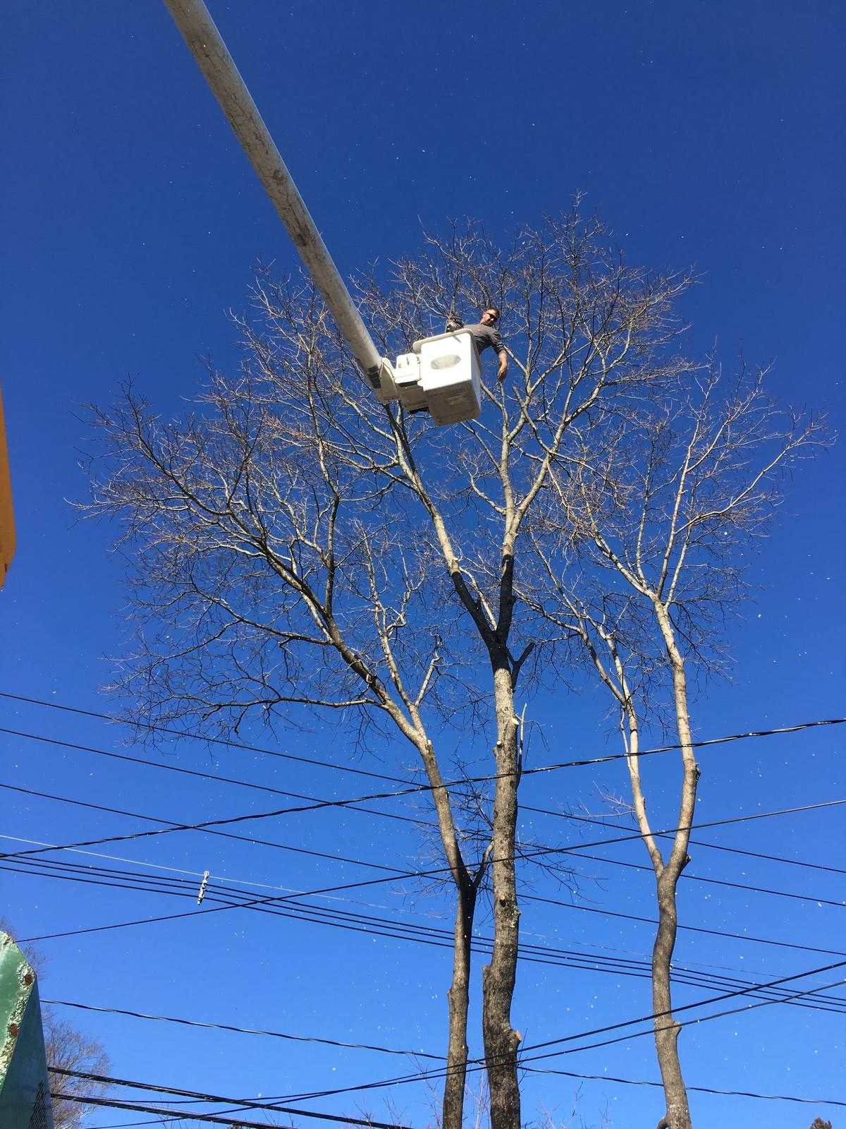 Bucket truck trimming above utility wires