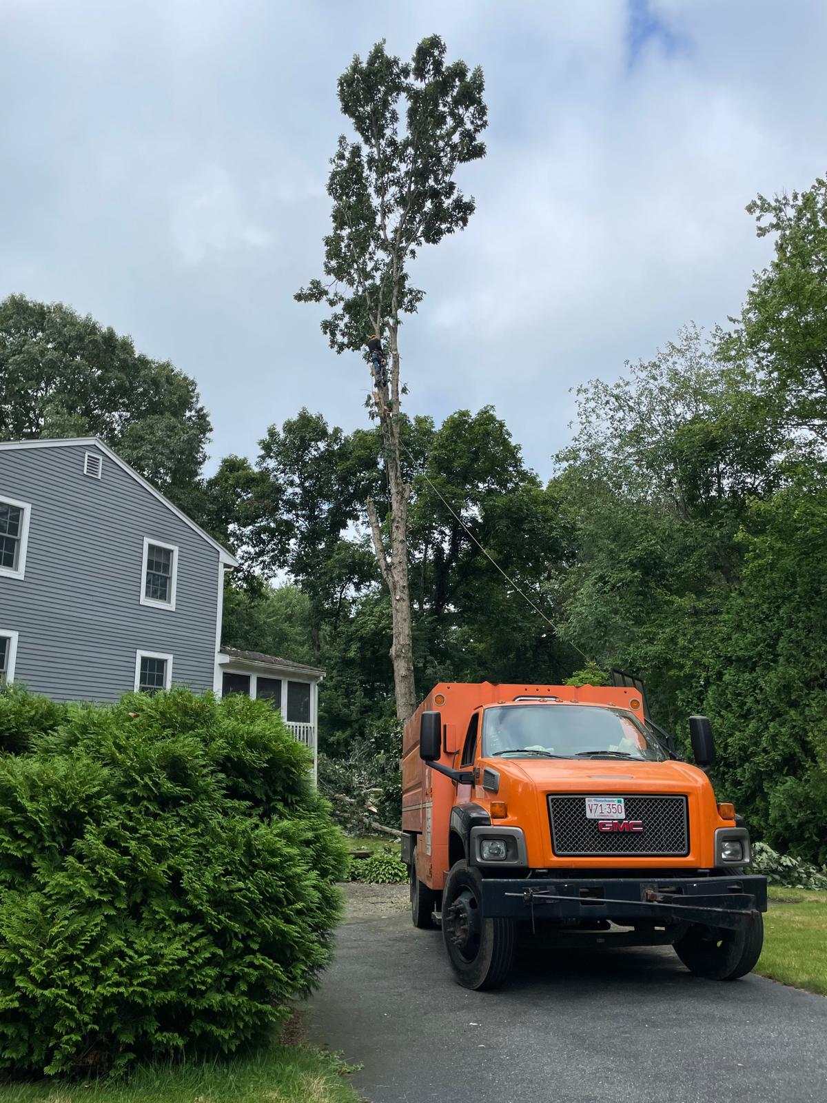 Orange Adam's Tree Service chip truck parked in a driveway during a removal