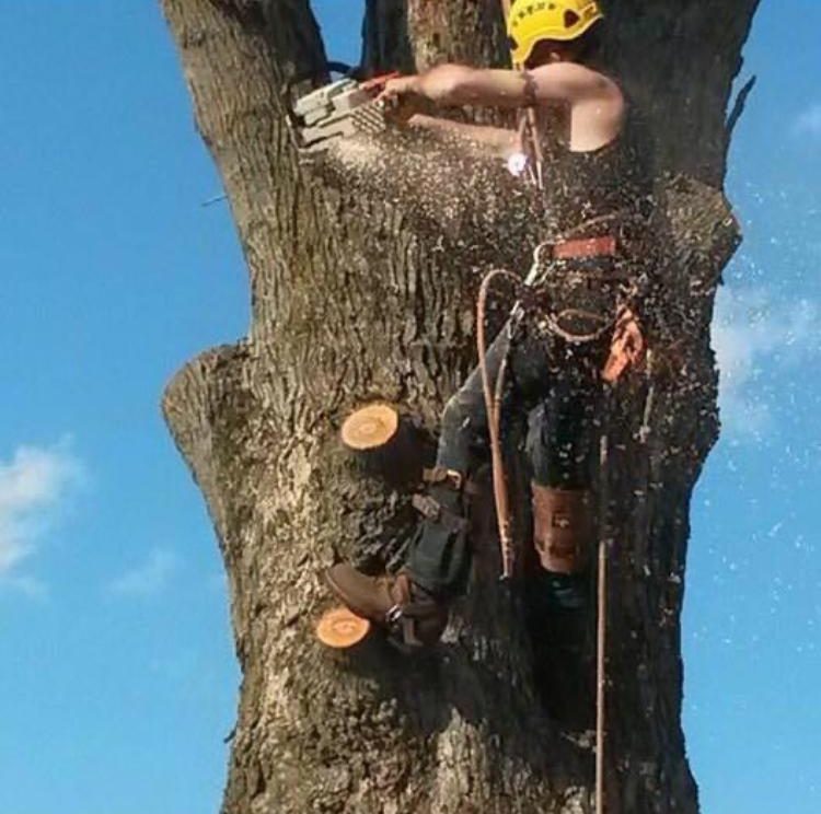 Climber on ropes cutting a large trunk with a chainsaw