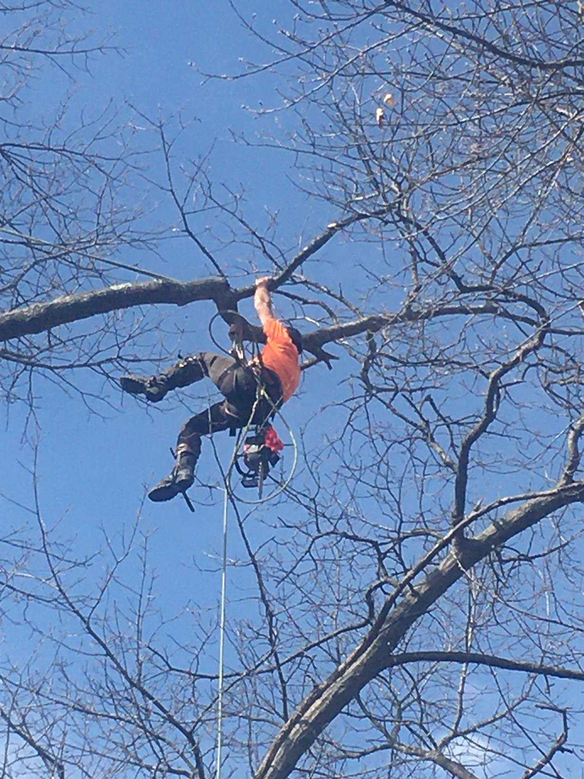 Climber on a rope working along a bare hardwood limb