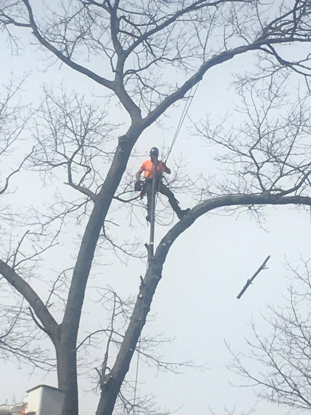 Climber in a bare hardwood as a cut limb falls