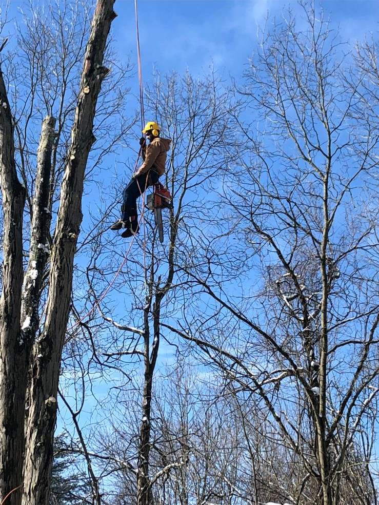 Climber in a yellow helmet working on a rope in a bare hardwood in winter