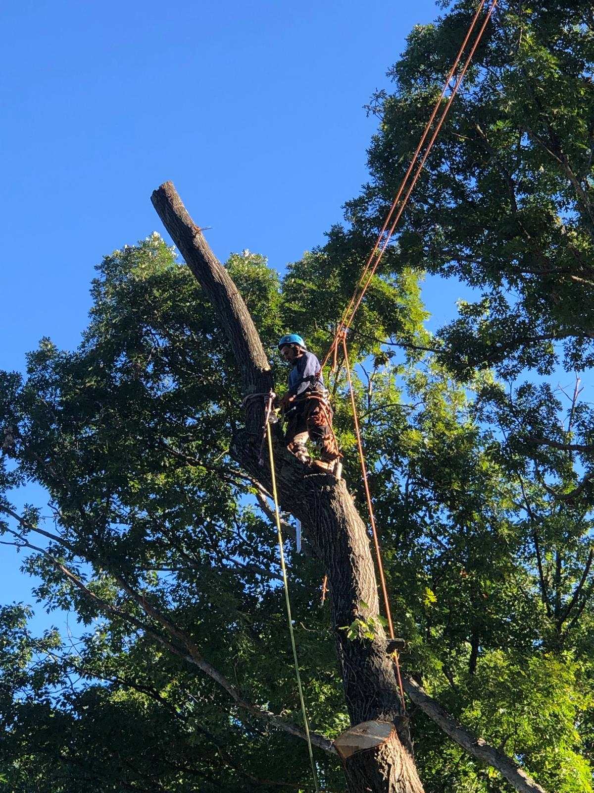 Climber roping a large limb in a big oak