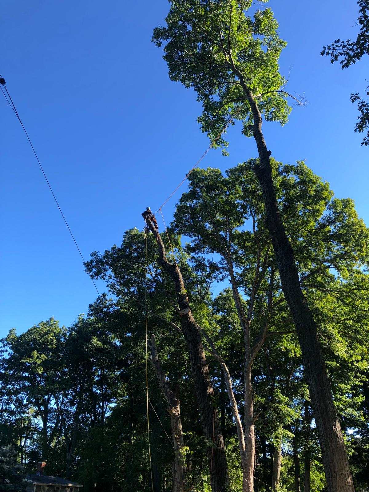 Climber in a tall hardwood in full leaf