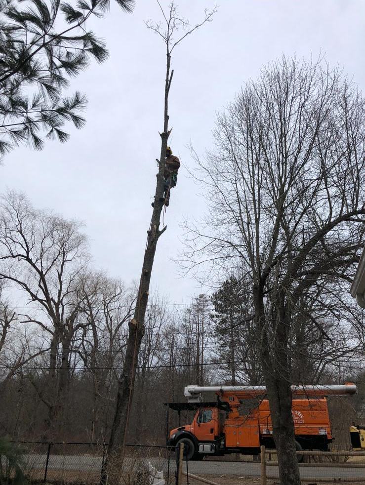 Climber high in a tall tree with the chip truck parked below, Southborough MA