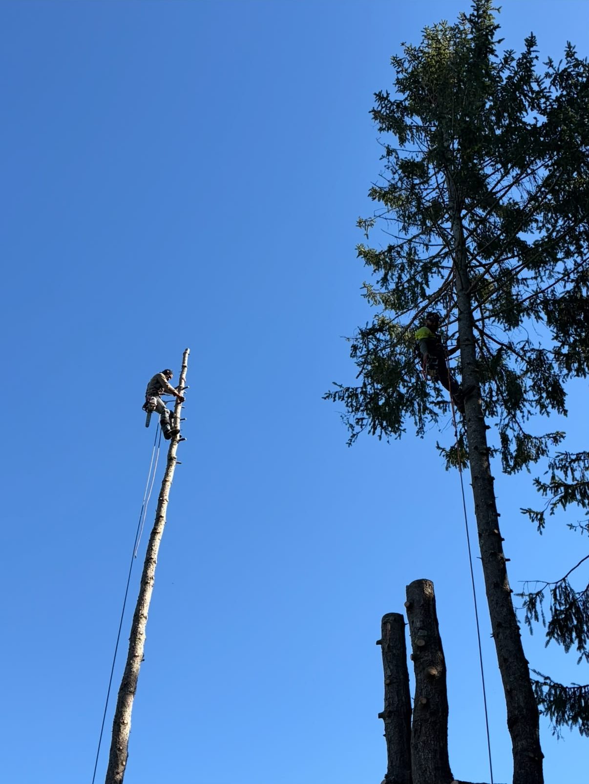 Climber at the top of a limbed pine trunk