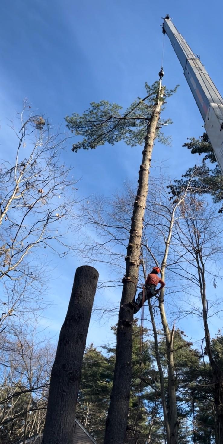 Crane and climber on a tall pine in Acton MA