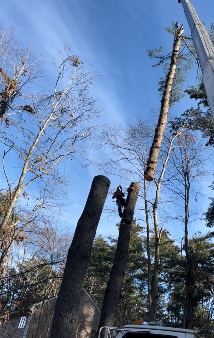 Crane lifting a cut pine section clear of the trunks in Acton MA