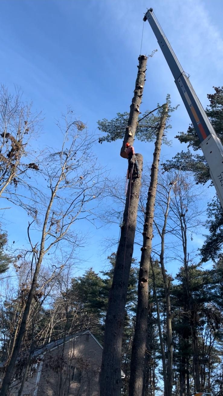 Crane boom beside tall pines next to a house