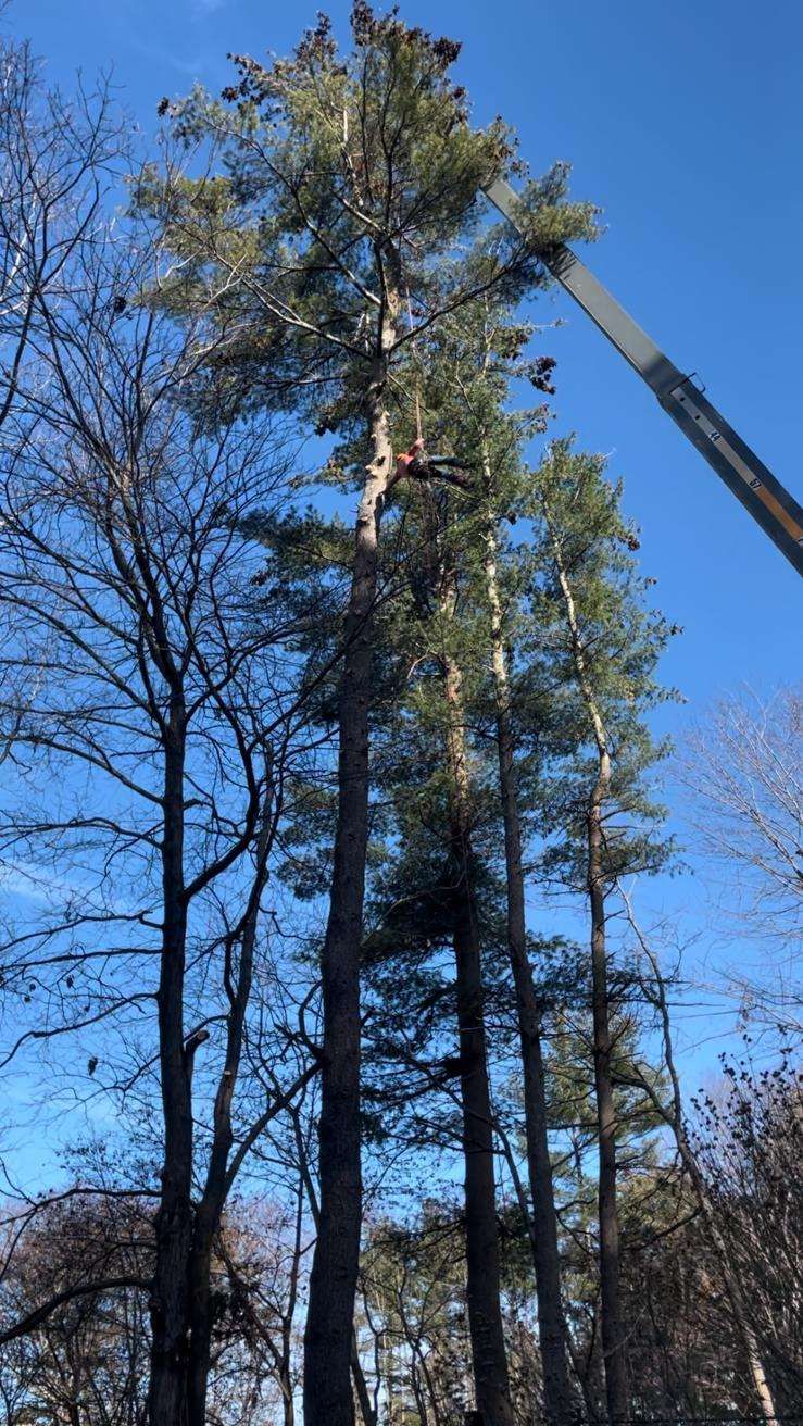 Crane boom reaching into tall white pines