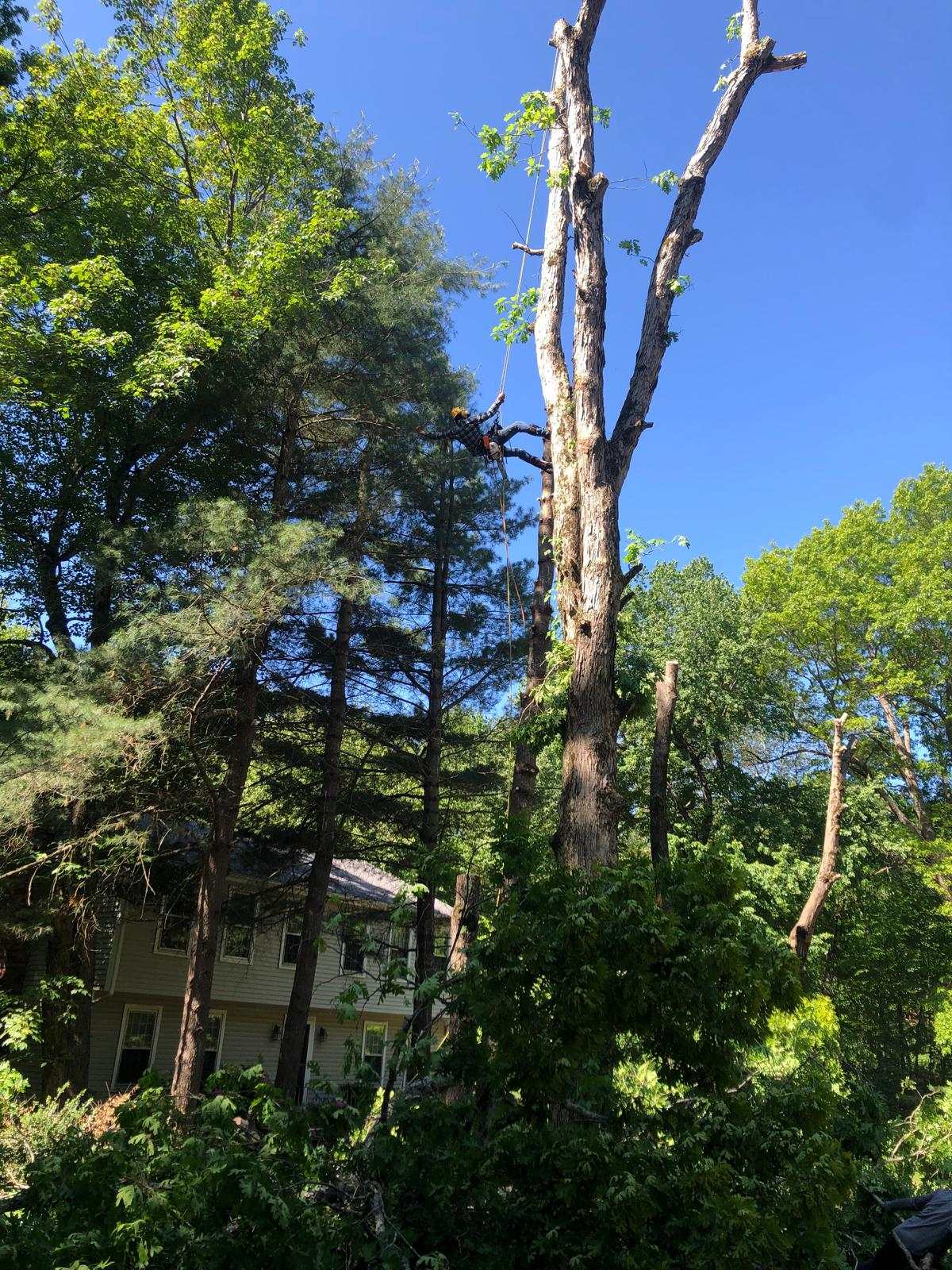 Climber taking down a dead hardwood standing next to a house