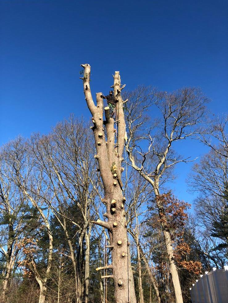Hardwood limbed down to the bare trunk before the trunk is taken down in sections
