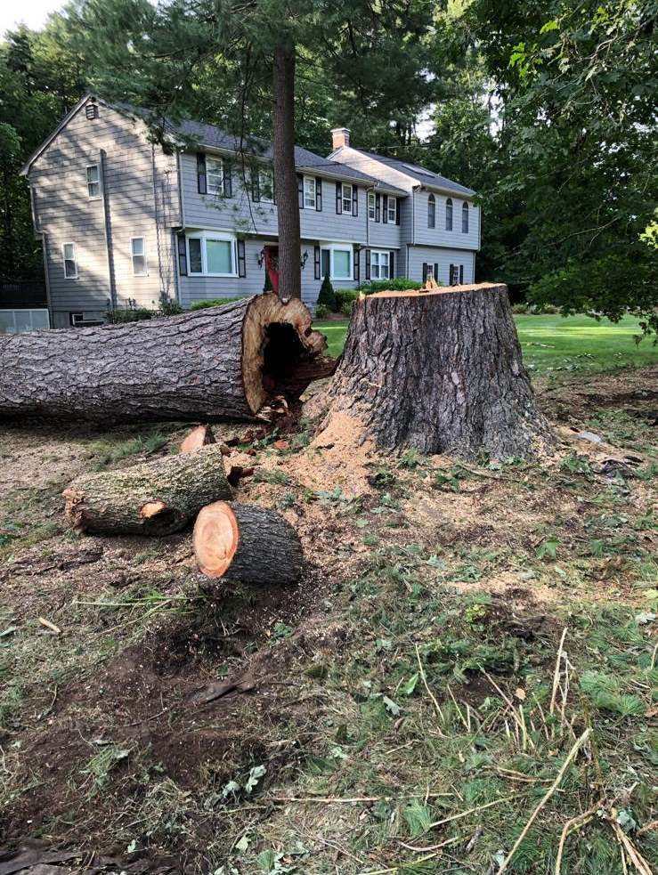 Large stump and logs in a front yard