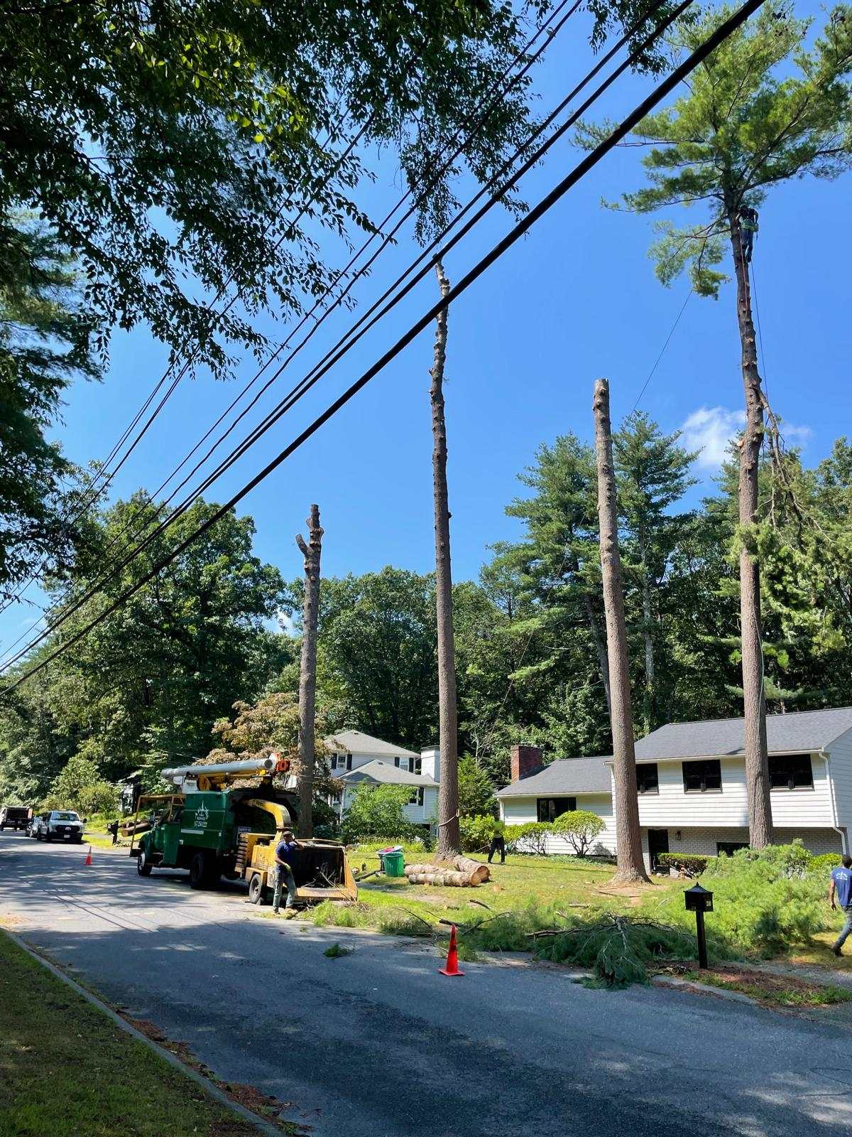 Roadside pines limbed and ready to fell, with the chipper and truck set up behind cones