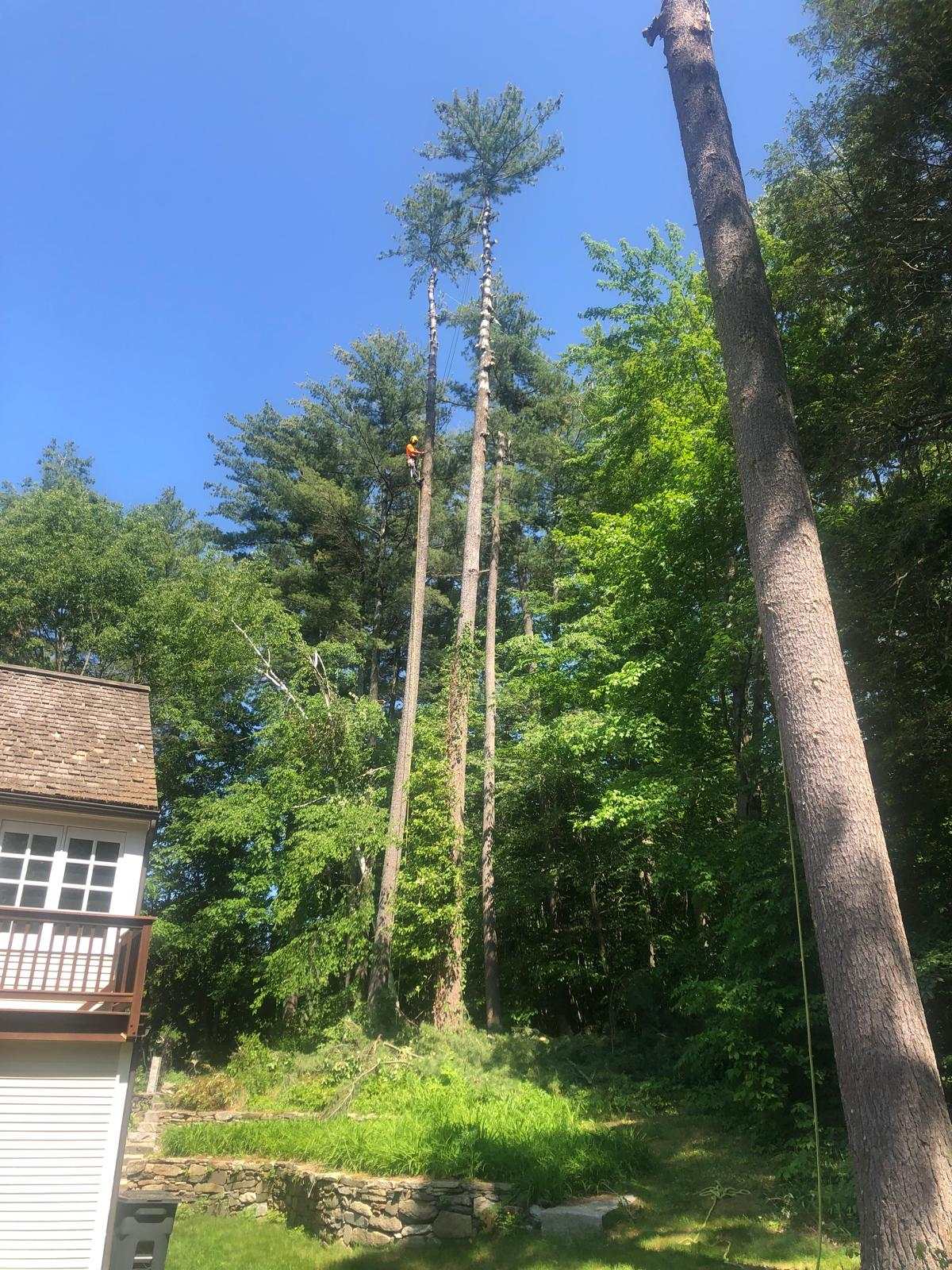 Tall pines next to a house with a climber in one