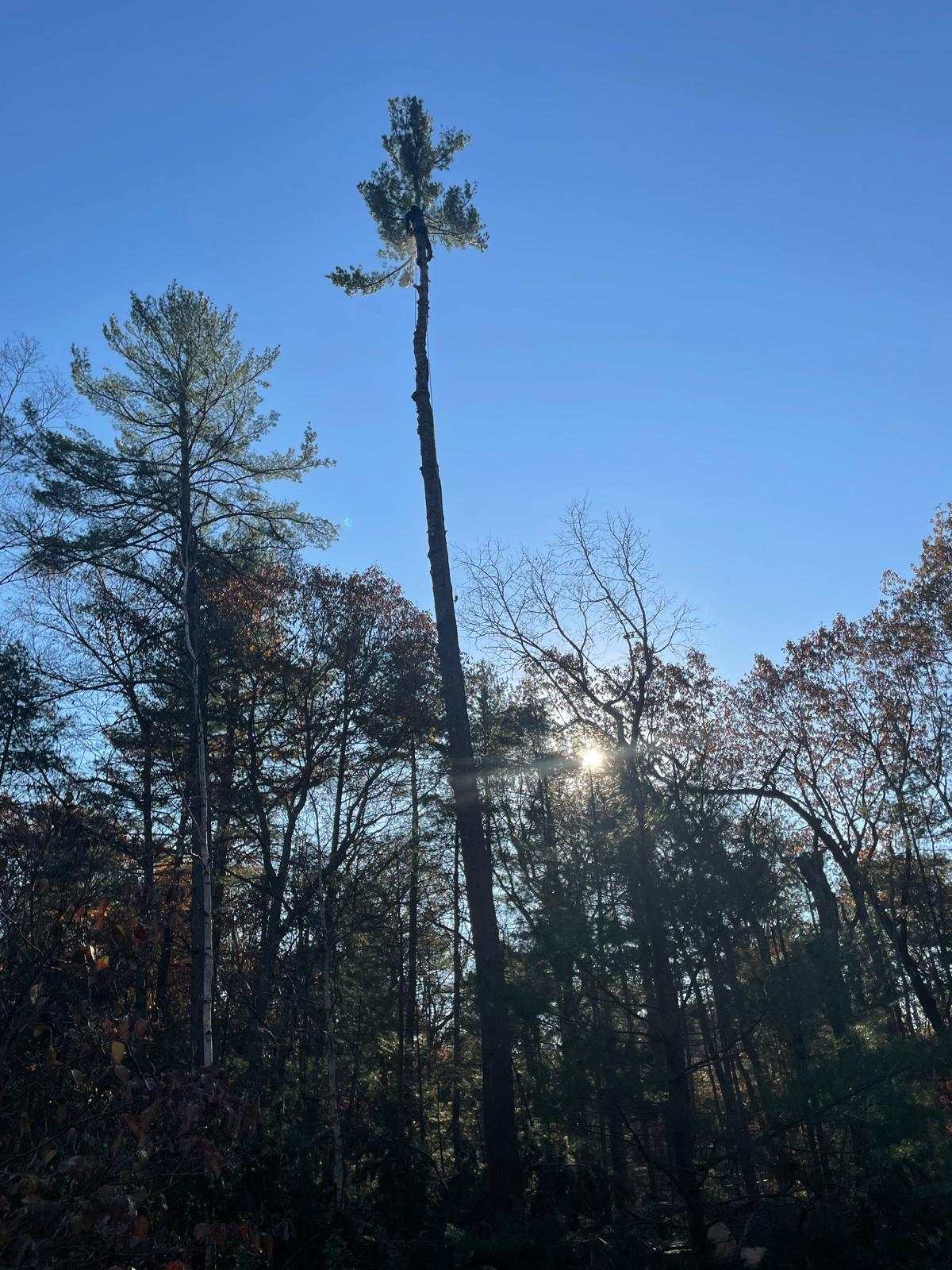 Tall pine with most of its limbs removed, standing among other pines with the sun low behind it
